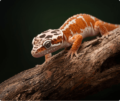 노멀 드리피 핀스트라이프 레드