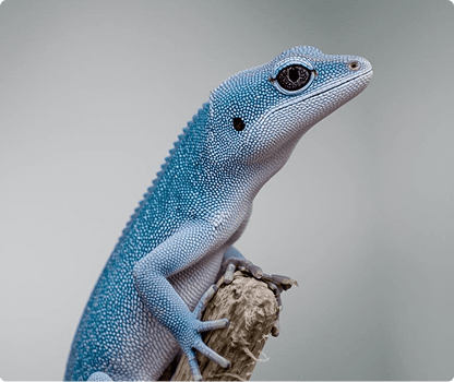 노멀 드리피 핀스트라이프 레드